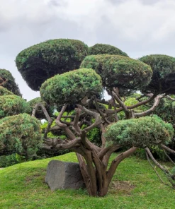 10 Red Japanese Pine Tree Seeds - Pinus Densiflora Evergreen Outdoor - Image 9