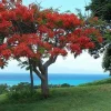 10 Royal Poinciana Seeds – Delonix regia Red Flamboyant Tree Seeds for Planting - Image 1