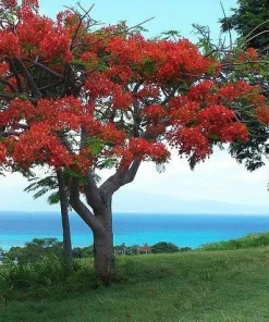 10 Royal Poinciana Seeds – Delonix regia Red Flamboyant Tree Seeds for Planting - Image 1