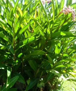 10 Shell Ginger Rhizomes Live Plant – Alpinia zerumbet Tropical Ornamental - Image 2