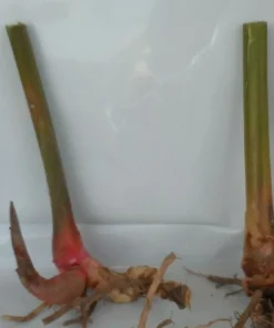 10 Shell Ginger Rhizomes Live Plant – Alpinia zerumbet Tropical Ornamental - Image 3