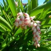 10 Shell Ginger Rhizomes Live Plant – Alpinia zerumbet Tropical Ornamental - Image 1