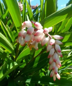 10 Shell Ginger Rhizomes Live Plant – Alpinia zerumbet Tropical Ornamental - Image 1