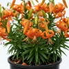 10 Tiger Lily Bulbs – Turk's Cap Lilies – Lilium Bare Roots – Orange Flowers – Spring Planting - Image 1
