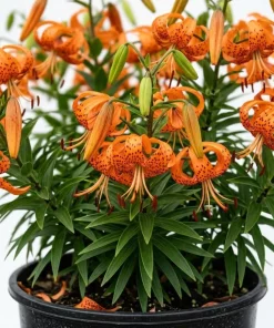 10 Tiger Lily Bulbs – Turk's Cap Lilies – Lilium Bare Roots – Orange Flowers – Spring Planting - Image 1