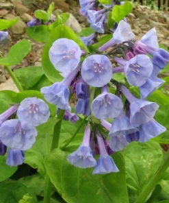 10 Virginia Bluebells Bare Roots - Mertensia Virginica Perennial Flowers - Image 2
