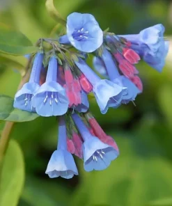 10 Virginia Bluebells Bare Roots - Mertensia Virginica Perennial Flowers - Image 3