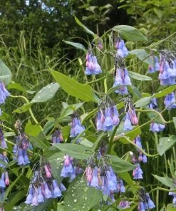 10 Virginia Bluebells Bare Roots - Mertensia Virginica Perennial Flowers - Image 4