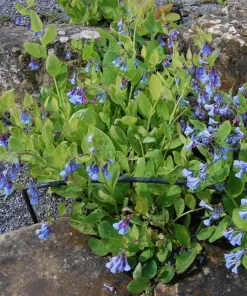 10 Virginia Bluebells Bare Roots - Mertensia Virginica Perennial Flowers - Image 7