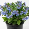 10 Virginia Bluebells Bare Roots - Mertensia Virginica Perennial Flowers - Image 1