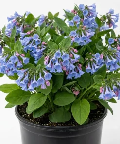 10 Virginia Bluebells Bare Roots - Mertensia Virginica Perennial Flowers - Image 1