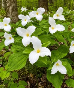10 White Trillium Bulbs - Trillium Grandiflorum Wood Lily Tubers for Partial Shade - Image 3