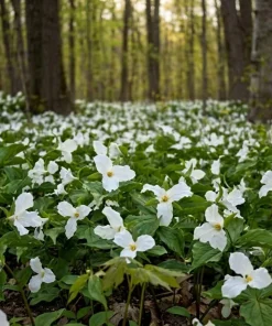 10 White Trillium Bulbs - Trillium Grandiflorum Wood Lily Tubers for Partial Shade - Image 4