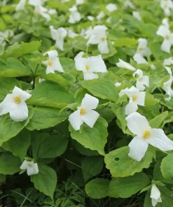 10 White Trillium Bulbs - Trillium Grandiflorum Wood Lily Tubers for Partial Shade - Image 5