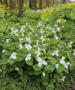 10 White Trillium Bulbs - Trillium Grandiflorum Wood Lily Tubers for Partial Shade - Image 6