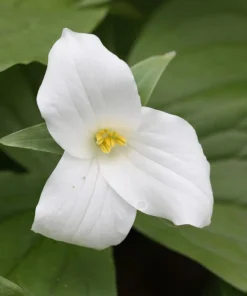 10 White Trillium Bulbs - Trillium Grandiflorum Wood Lily Tubers for Partial Shade - Image 7