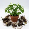 10 White Trillium Bulbs - Trillium Grandiflorum Wood Lily Tubers for Partial Shade - Image 1