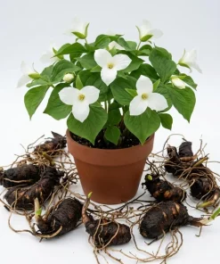 10 White Trillium Bulbs - Trillium Grandiflorum Wood Lily Tubers for Partial Shade - Image 1