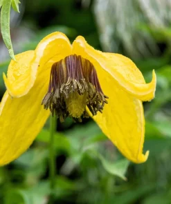 10 Yellow Clematis Tangutica Flower Seeds - Vine Climber for Garden - Image 2