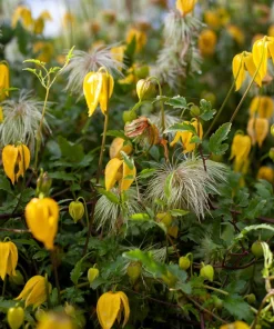 10 Yellow Clematis Tangutica Flower Seeds - Vine Climber for Garden - Image 3