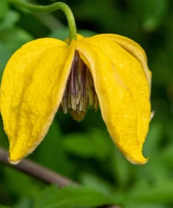 10 Yellow Clematis Tangutica Flower Seeds - Vine Climber for Garden - Image 4