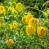 10 Yellow Clematis Tangutica Flower Seeds - Vine Climber for Garden - Image 1