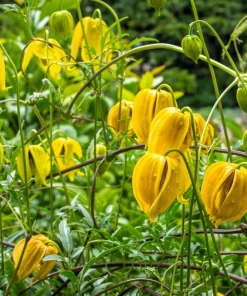 10 Yellow Clematis Tangutica Flower Seeds - Vine Climber for Garden - Image 1