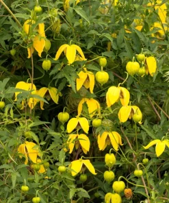 10 Yellow Clematis Tangutica Flower Seeds - Vine Climber for Garden - Image 5