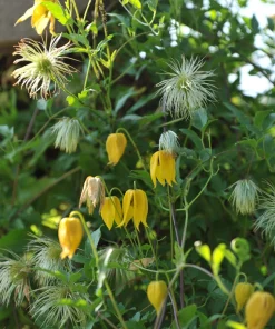 10 Yellow Clematis Tangutica Flower Seeds - Vine Climber for Garden - Image 6