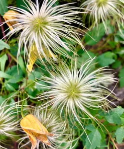 10 Yellow Clematis Tangutica Flower Seeds - Vine Climber for Garden - Image 7