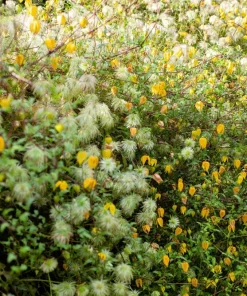 10 Yellow Clematis Tangutica Flower Seeds - Vine Climber for Garden - Image 8