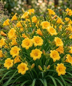 10 Yellow Daylily Bulbs - Reblooming Hemerocallis Perennial Plants - Image 2