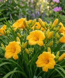 10 Yellow Daylily Bulbs - Reblooming Hemerocallis Perennial Plants - Image 3