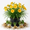 10 Yellow Daylily Bulbs - Reblooming Hemerocallis Perennial Plants - Image 1
