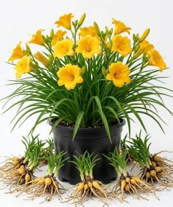 10 Yellow Daylily Bulbs - Reblooming Hemerocallis Perennial Plants - Image 1