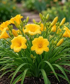 10 Yellow Daylily Bulbs - Reblooming Hemerocallis Perennial Plants - Image 4