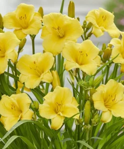 10 Yellow Daylily Bulbs - Reblooming Hemerocallis Perennial Plants - Image 5