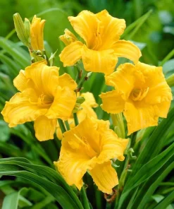 10 Yellow Daylily Bulbs - Reblooming Hemerocallis Perennial Plants - Image 6