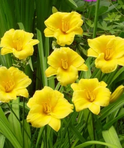 10 Yellow Daylily Bulbs - Reblooming Hemerocallis Perennial Plants - Image 7