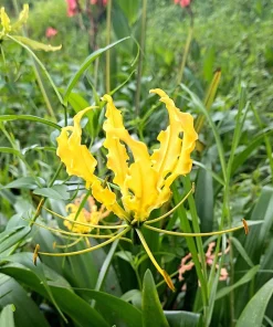 10 Yellow Gloriosa Lily Seeds - Flame Lily Flower Vine - Gloriosa Lutea - Image 10