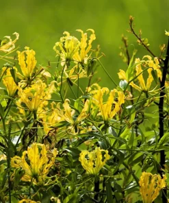 10 Yellow Gloriosa Lily Seeds - Flame Lily Flower Vine - Gloriosa Lutea - Image 2