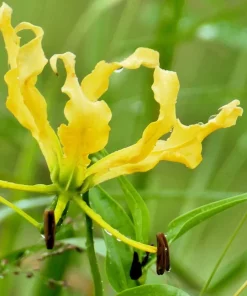 10 Yellow Gloriosa Lily Seeds - Flame Lily Flower Vine - Gloriosa Lutea - Image 3