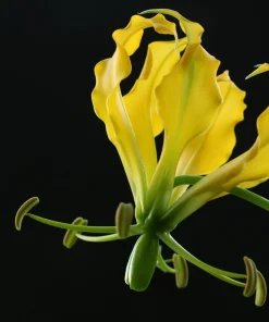 10 Yellow Gloriosa Lily Seeds - Flame Lily Flower Vine - Gloriosa Lutea - Image 4