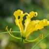 10 Yellow Gloriosa Lily Seeds - Flame Lily Flower Vine - Gloriosa Lutea - Image 1