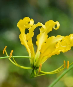10 Yellow Gloriosa Lily Seeds - Flame Lily Flower Vine - Gloriosa Lutea - Image 1