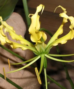 10 Yellow Gloriosa Lily Seeds - Flame Lily Flower Vine - Gloriosa Lutea - Image 5