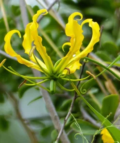 10 Yellow Gloriosa Lily Seeds - Flame Lily Flower Vine - Gloriosa Lutea - Image 6