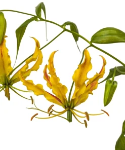 10 Yellow Gloriosa Lily Seeds - Flame Lily Flower Vine - Gloriosa Lutea - Image 7