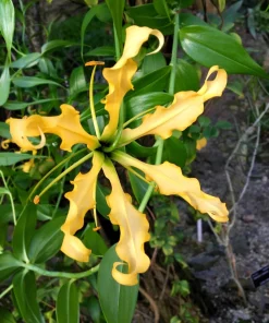 10 Yellow Gloriosa Lily Seeds - Flame Lily Flower Vine - Gloriosa Lutea - Image 8
