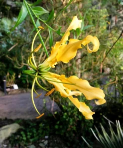 10 Yellow Gloriosa Lily Seeds - Flame Lily Flower Vine - Gloriosa Lutea - Image 9